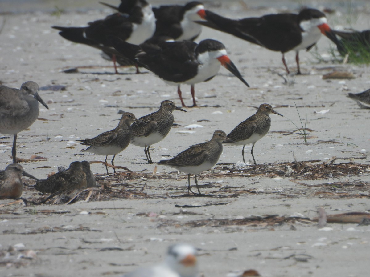 Pectoral Sandpiper - ML641033415