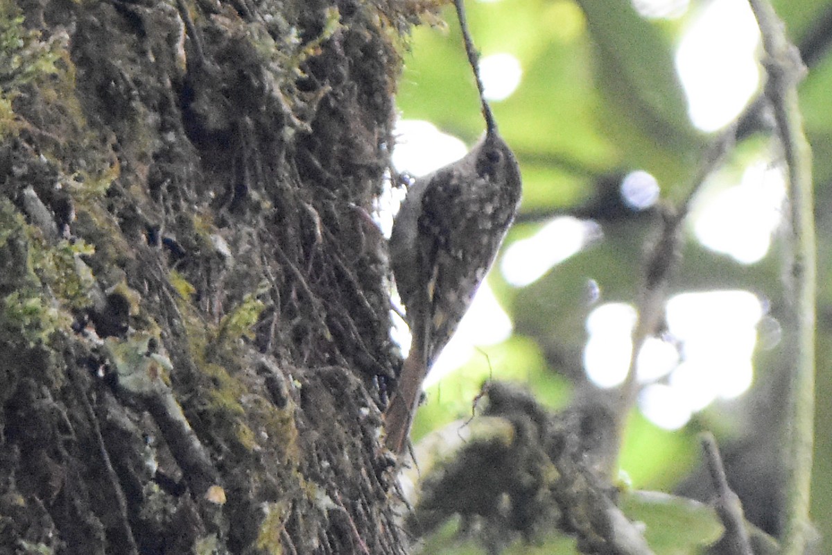 Sikkim Treecreeper - ML641033446