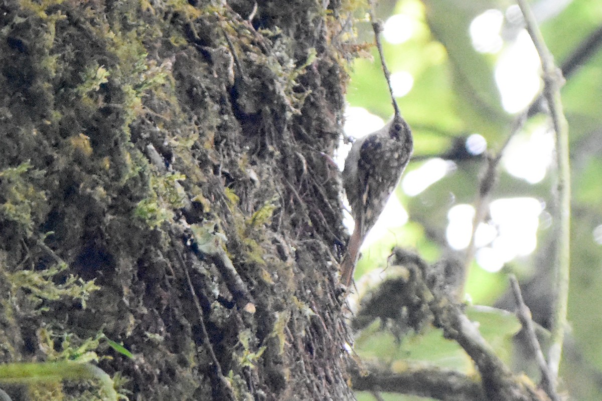 Sikkim Treecreeper - ML641033447
