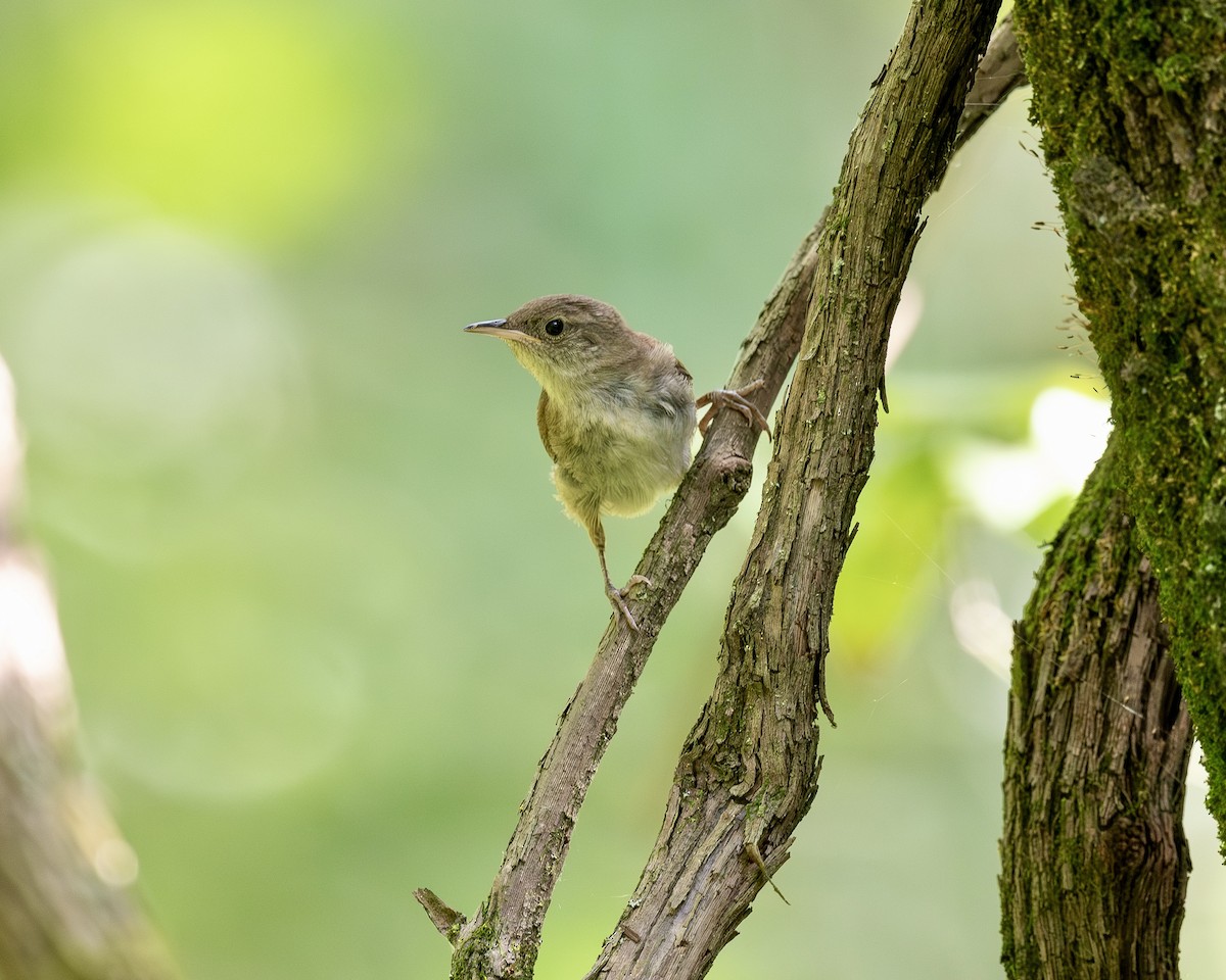 Northern House Wren - ML641033462