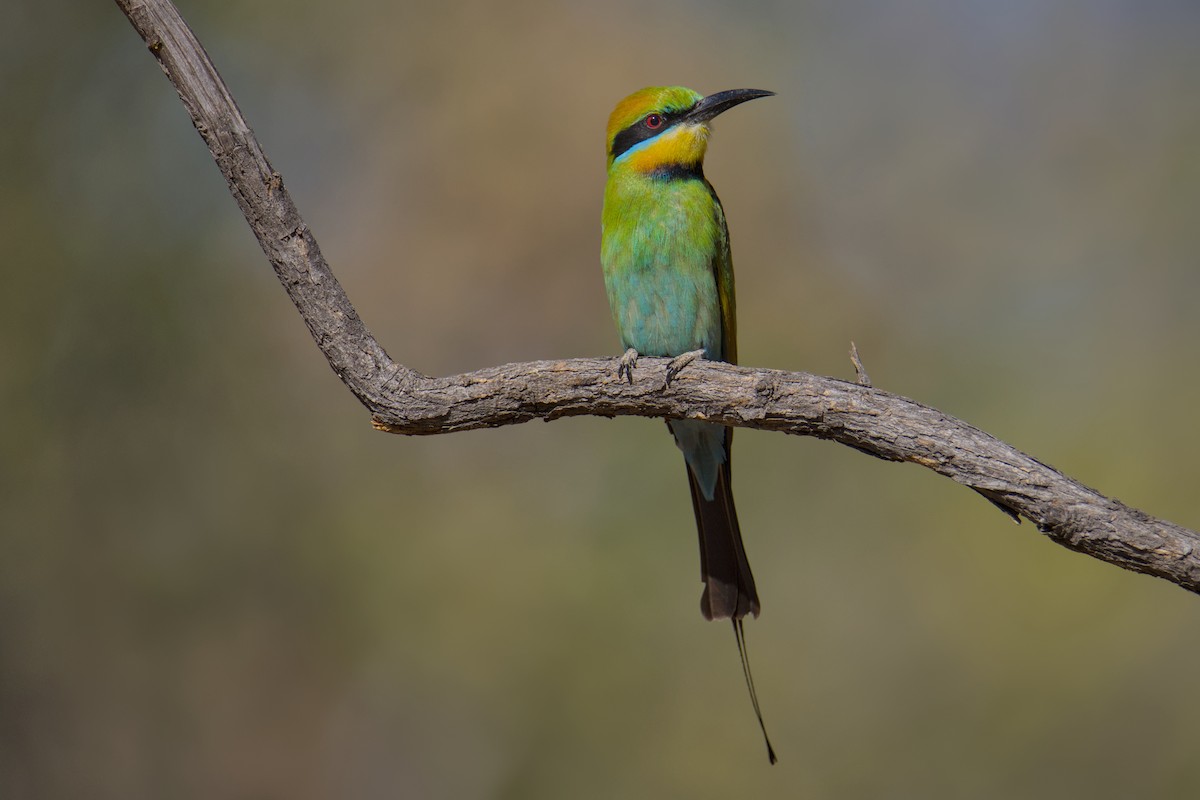 Rainbow Bee-eater - ML641033491