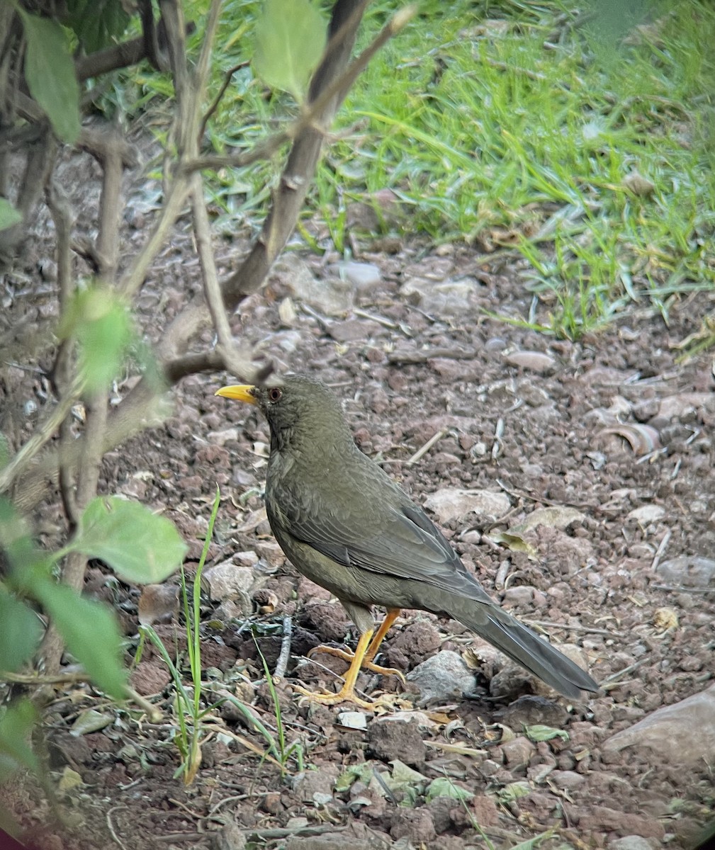 Merle chiguanco - ML641033493