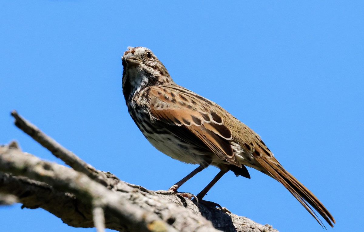 Song Sparrow - ML641033502