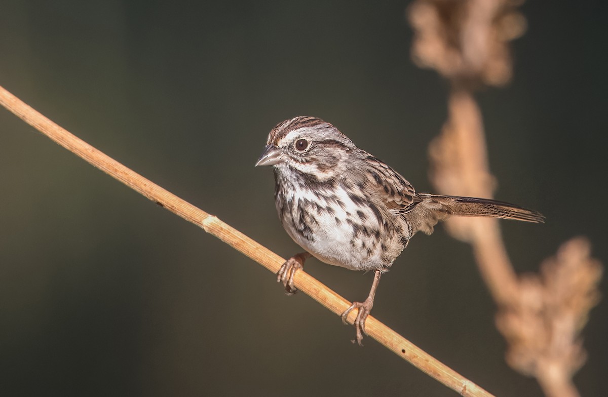 Song Sparrow - ML641033509