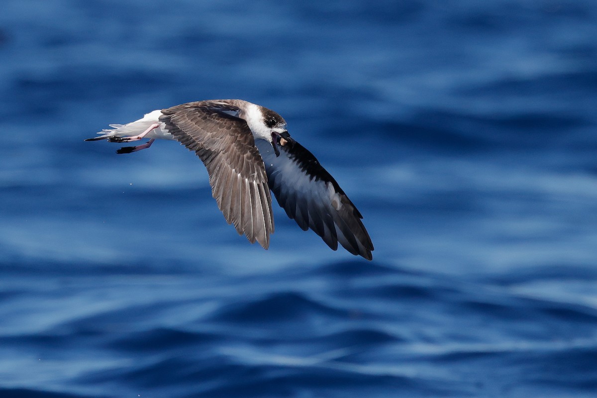 Black-capped Petrel - ML641033511
