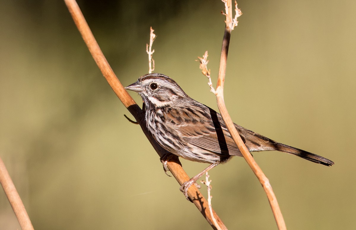 Song Sparrow - ML641033512