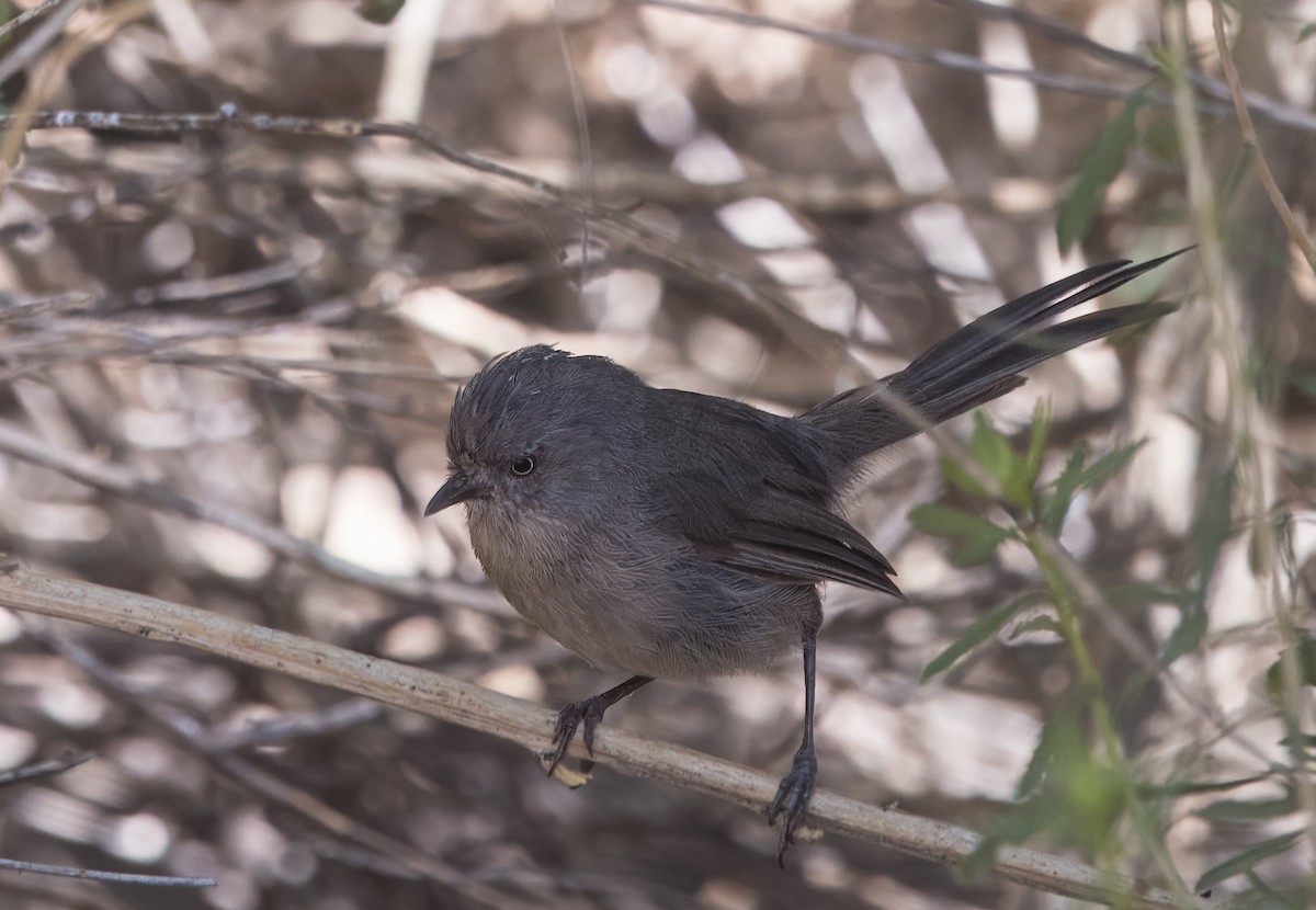 chaparralfugl - ML641033532