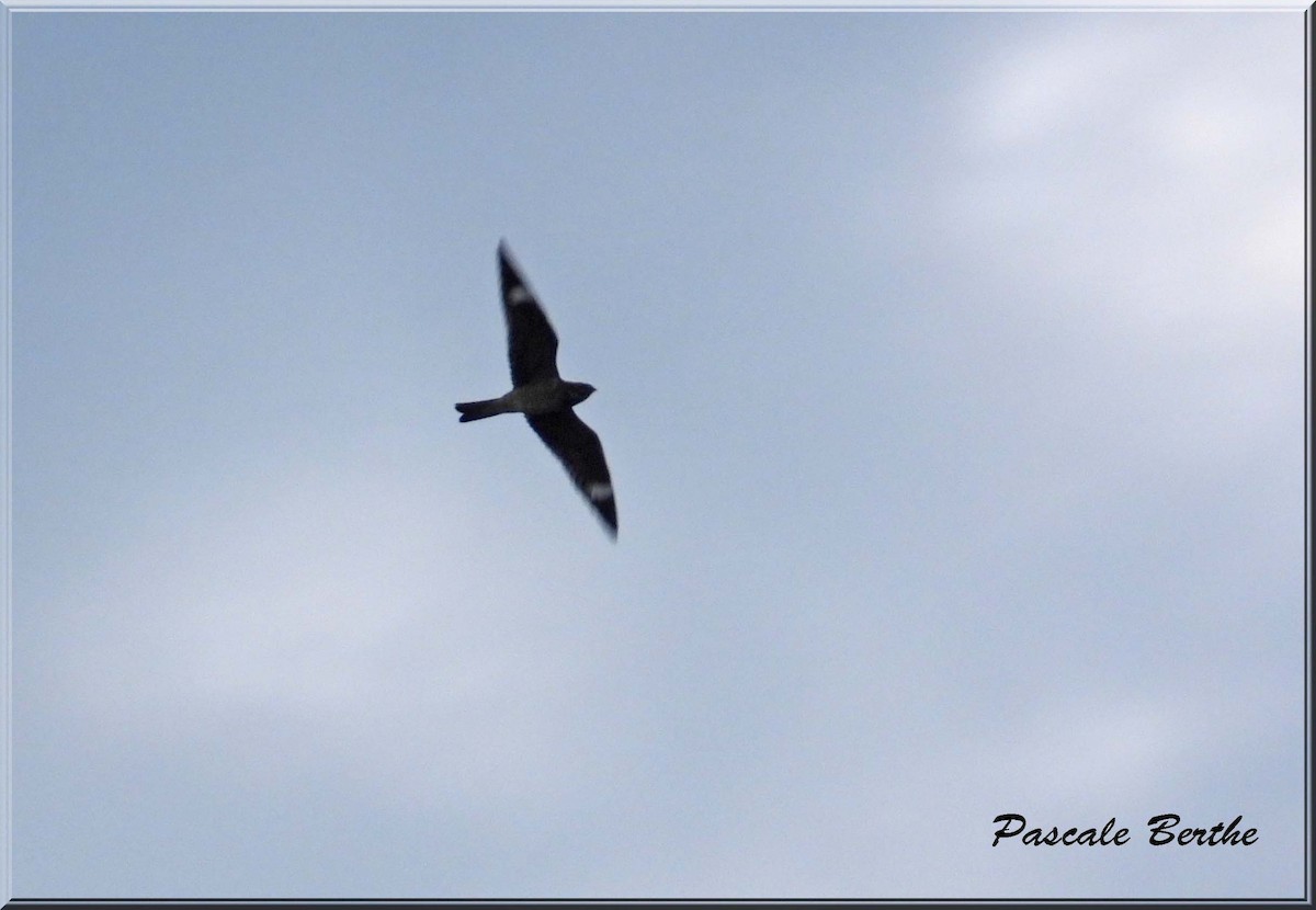 Common Nighthawk - ML641033539
