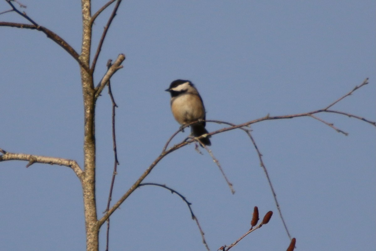Carolina Chickadee - ML641033550