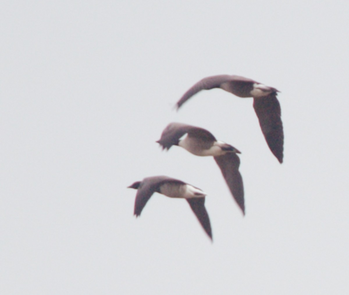 Brant (Atlantic) - ML641033579