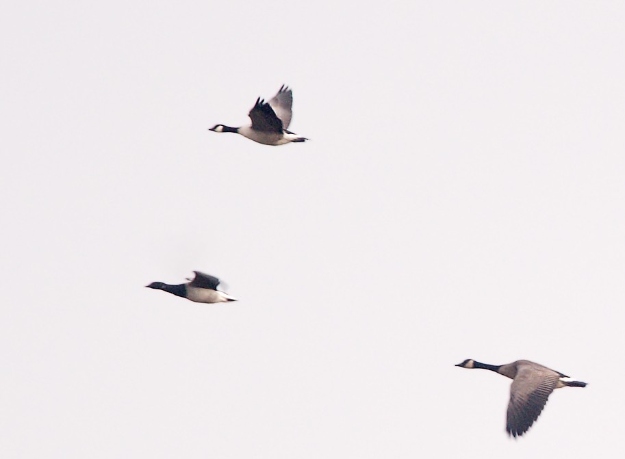 Brant (Atlantic) - ML641033580
