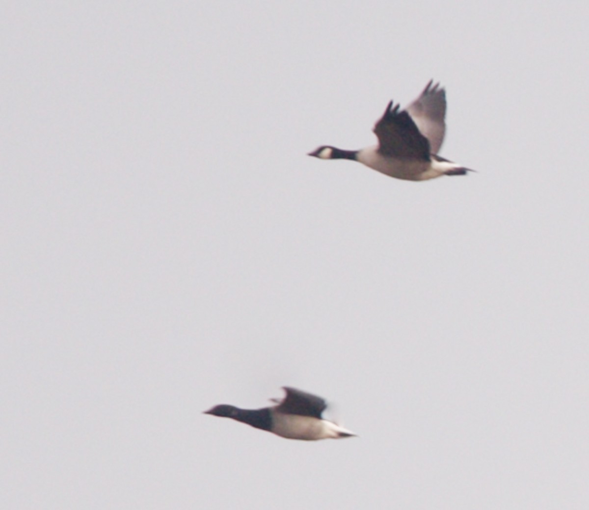 Brant (Atlantic) - ML641033581