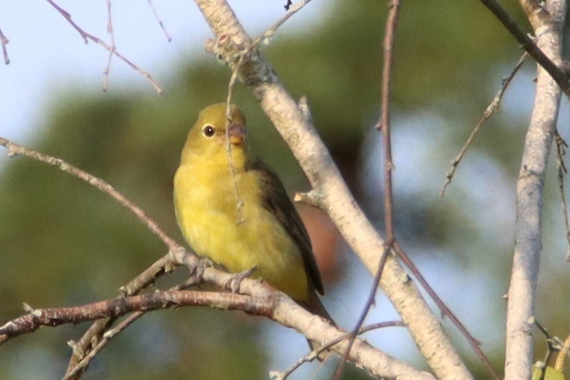 Scarlet Tanager - ML641033606