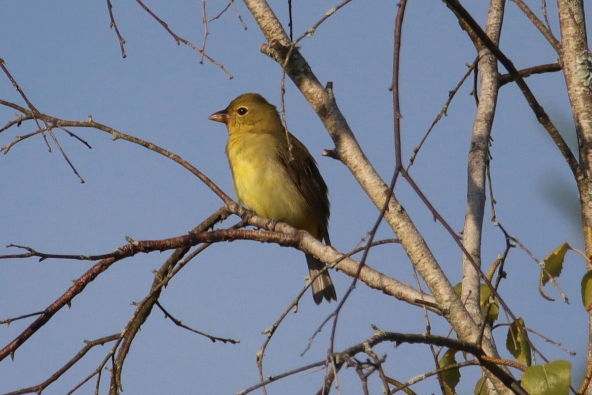 Scarlet Tanager - ML641033607
