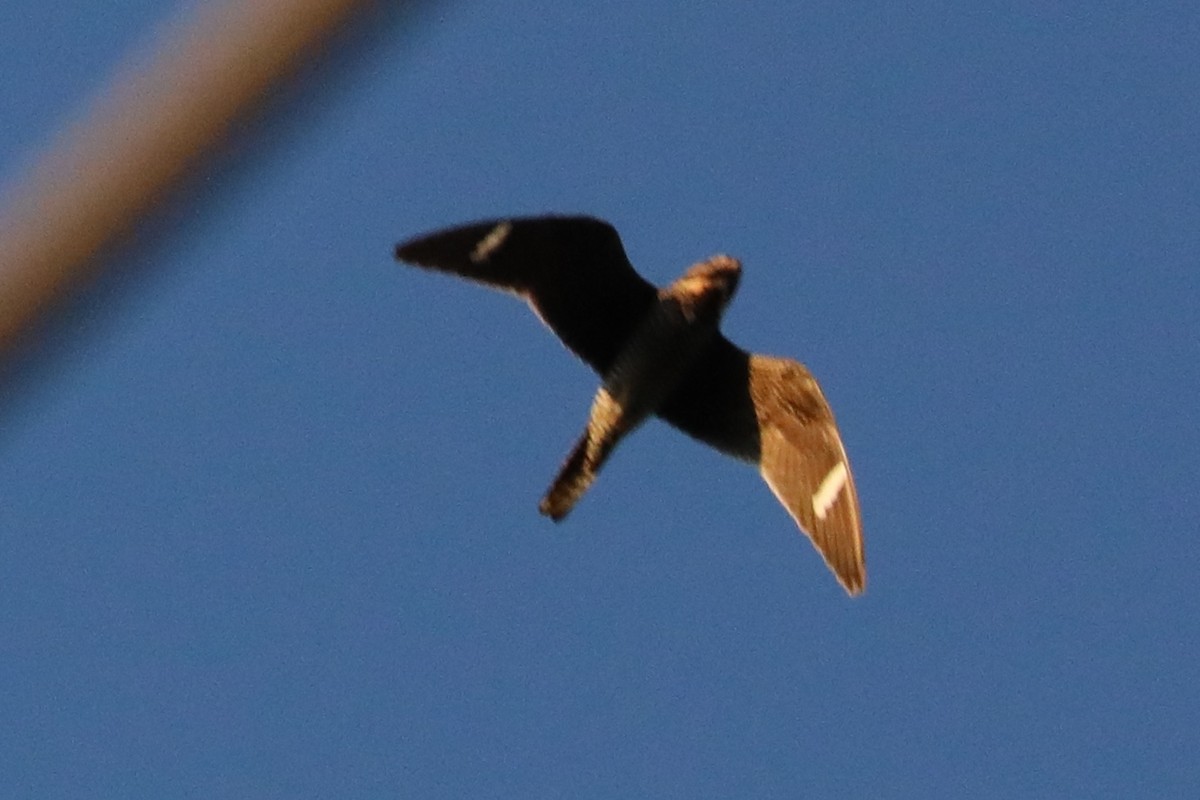 Common Nighthawk - ML641033611