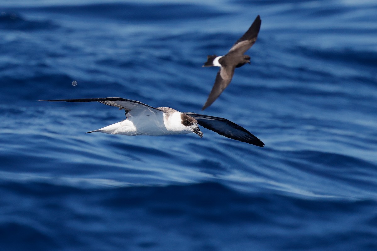 Black-capped Petrel - ML641033615