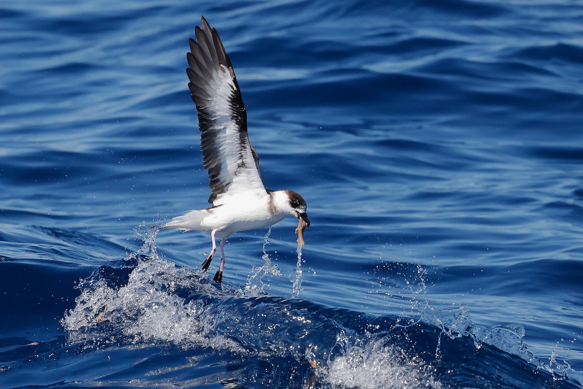 Black-capped Petrel - ML641033622