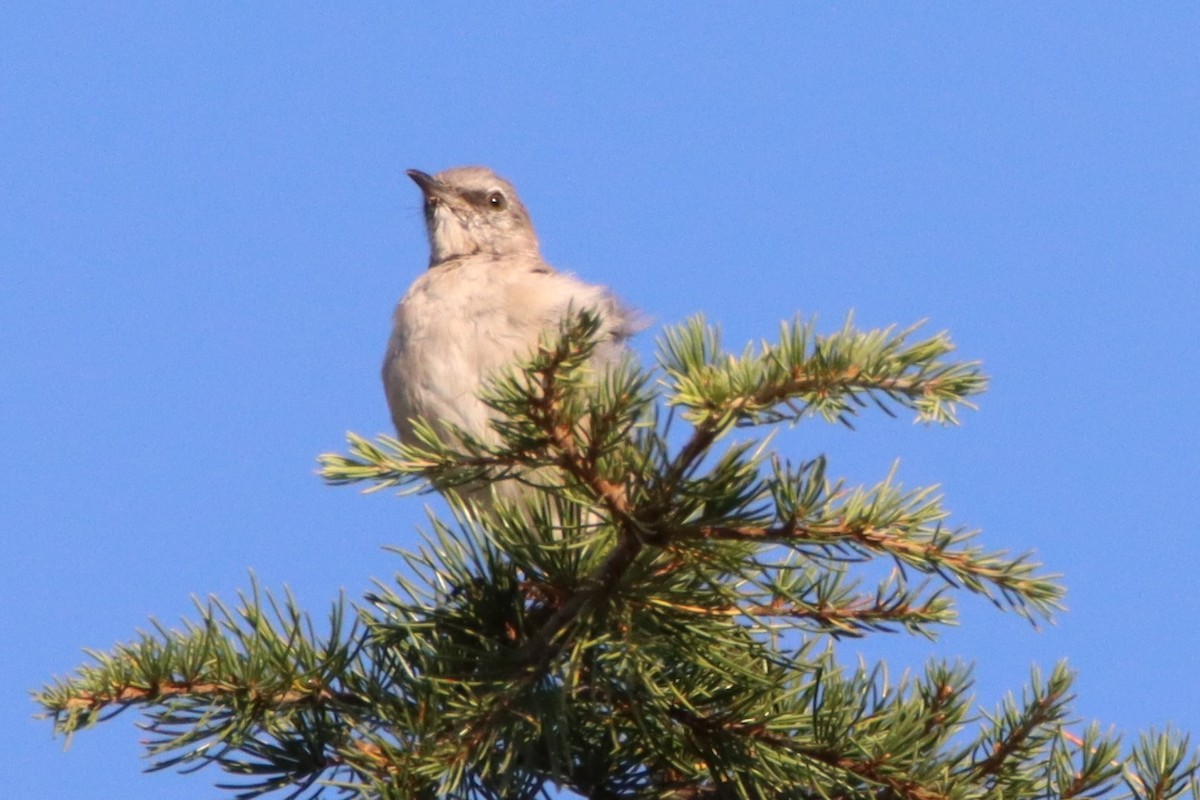 Northern Mockingbird - ML641033634