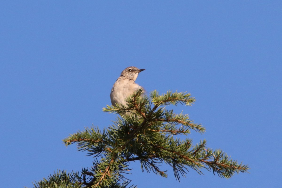 Northern Mockingbird - ML641033635