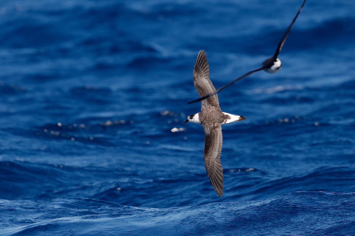Black-capped Petrel (White-faced) - ML641033646