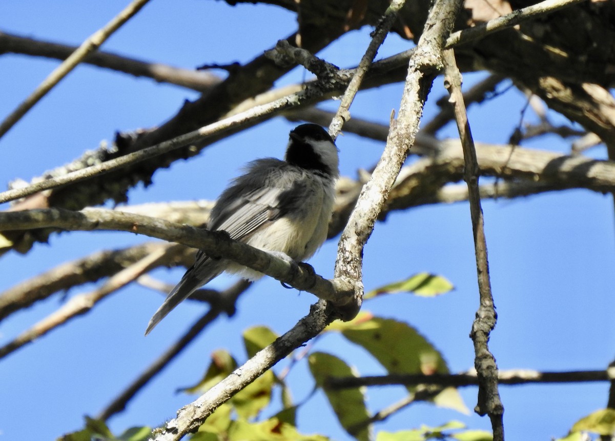 Carolina Chickadee - ML641033653