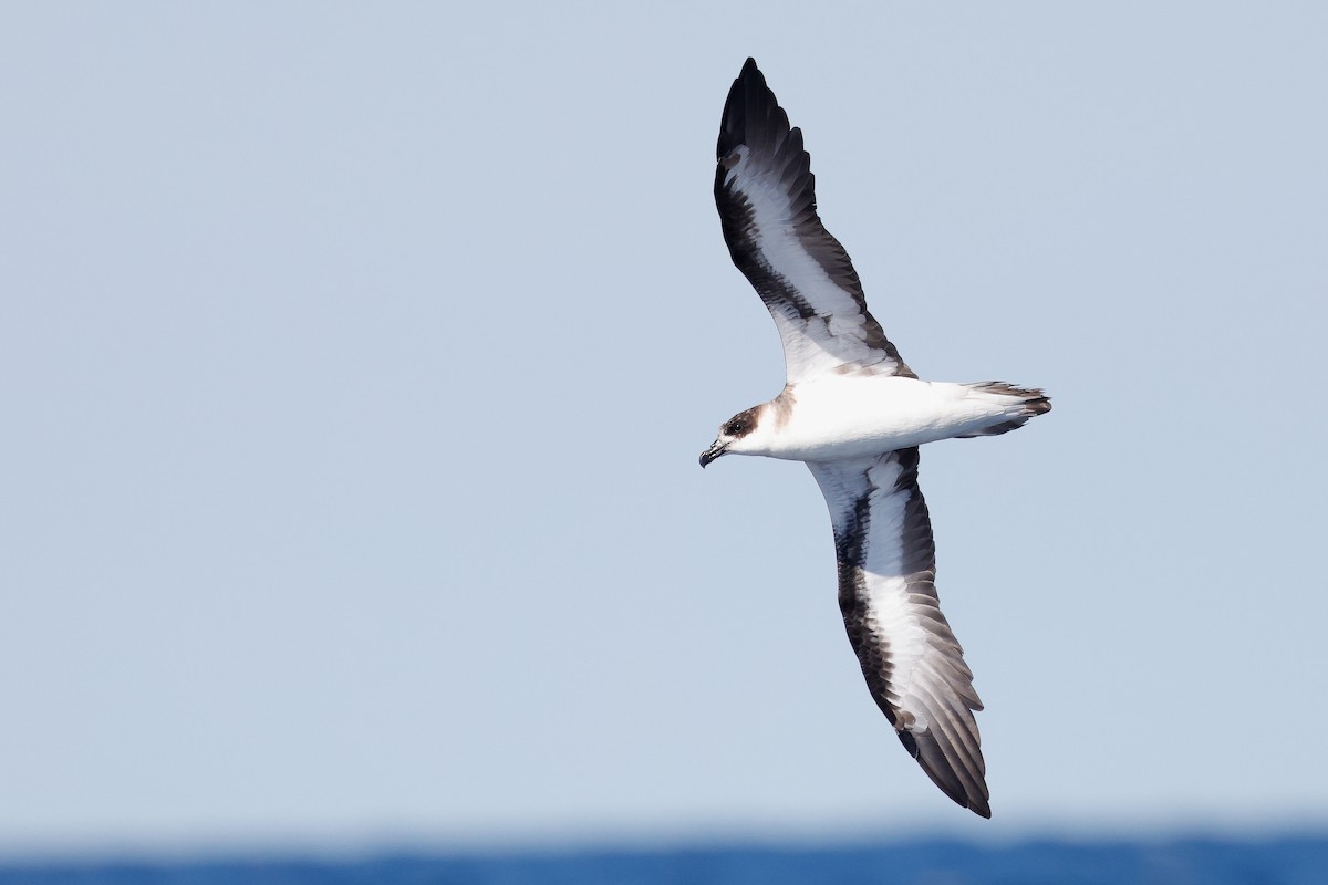 Black-capped Petrel (Dark-faced) - ML641033655