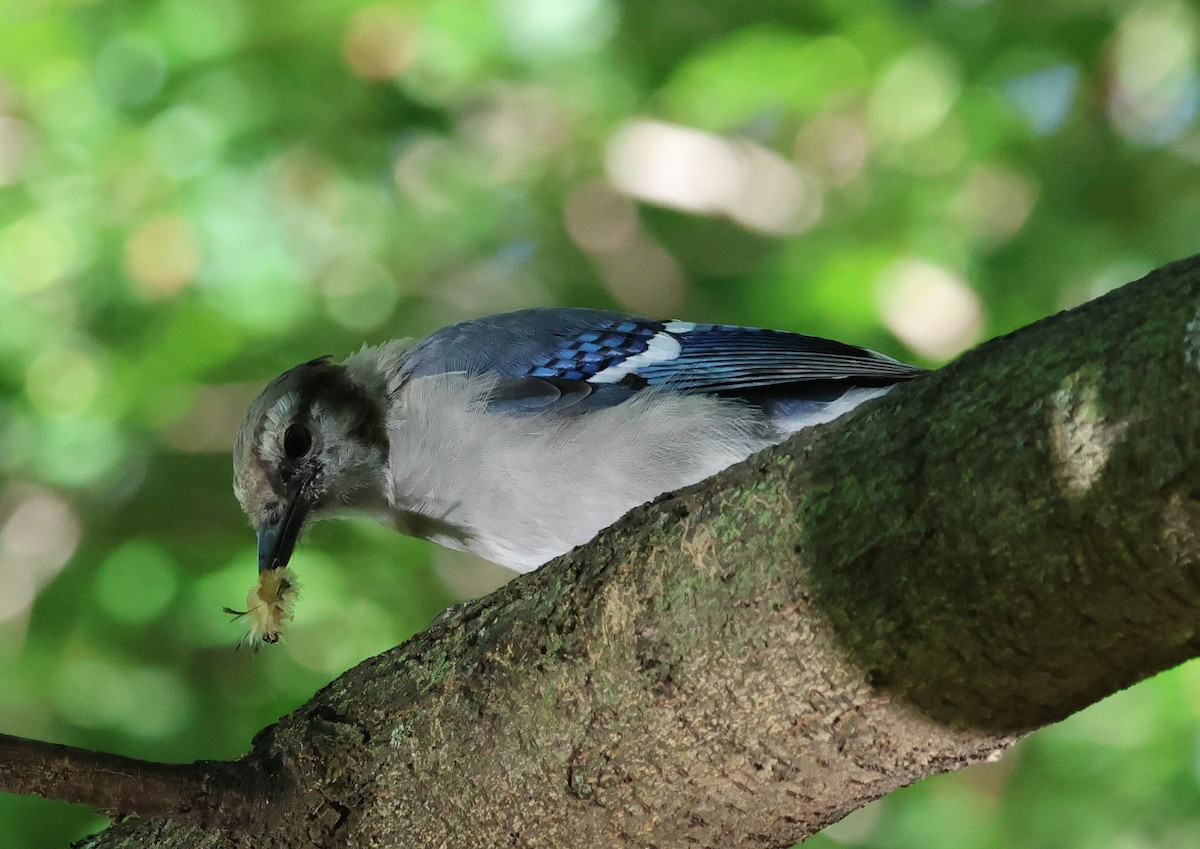 Blue Jay - ML641033735