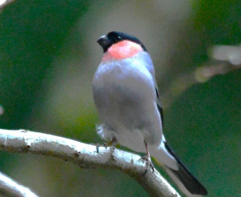 Eurasian Bullfinch - ML641033742