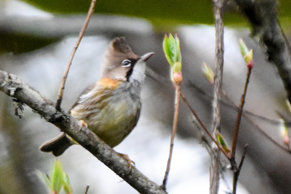 Yuhina Bigotuda - ML641033746