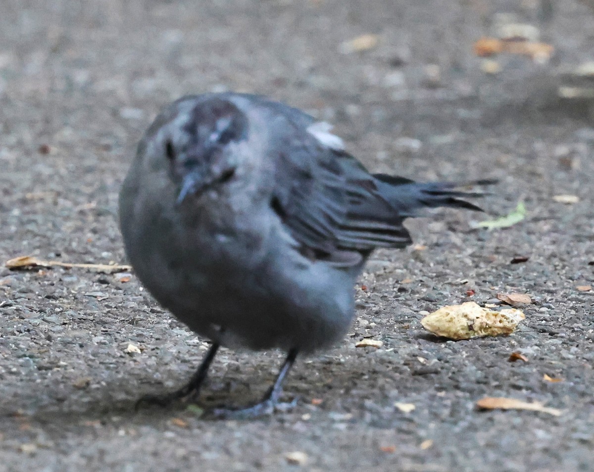 Katzenspottdrossel - ML641033752