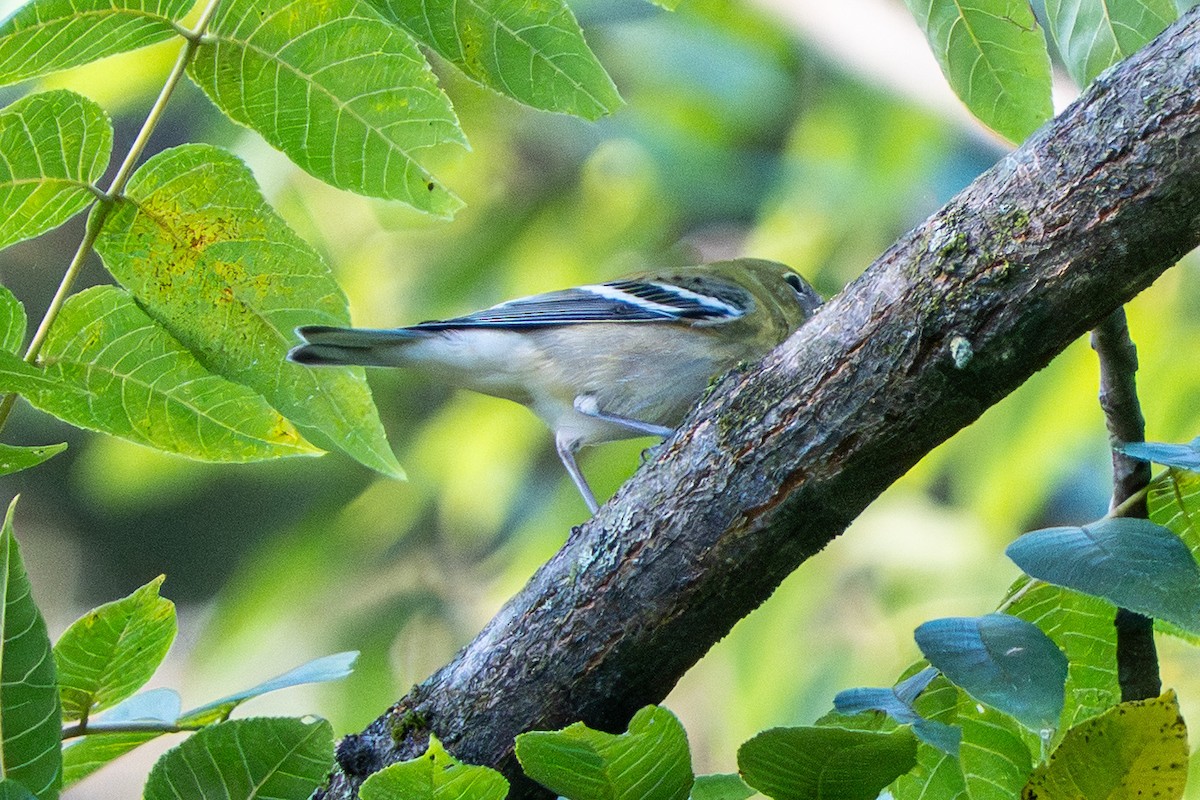 Bay-breasted Warbler - ML641033801