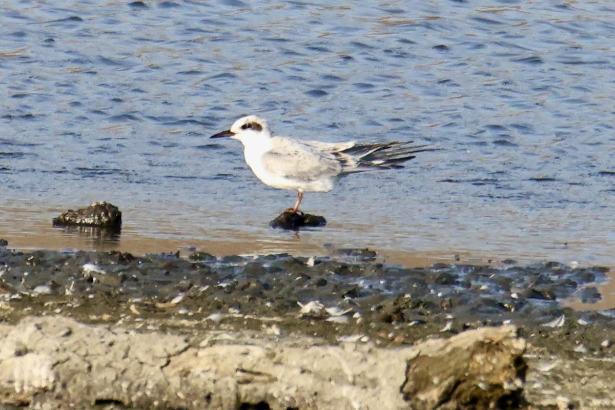 Forster's Tern - ML641033803