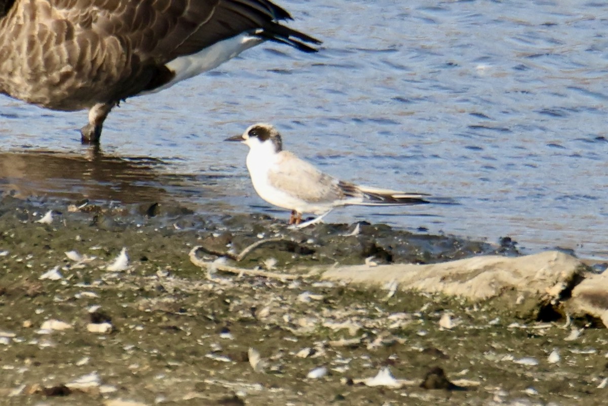 Forster's Tern - ML641033804