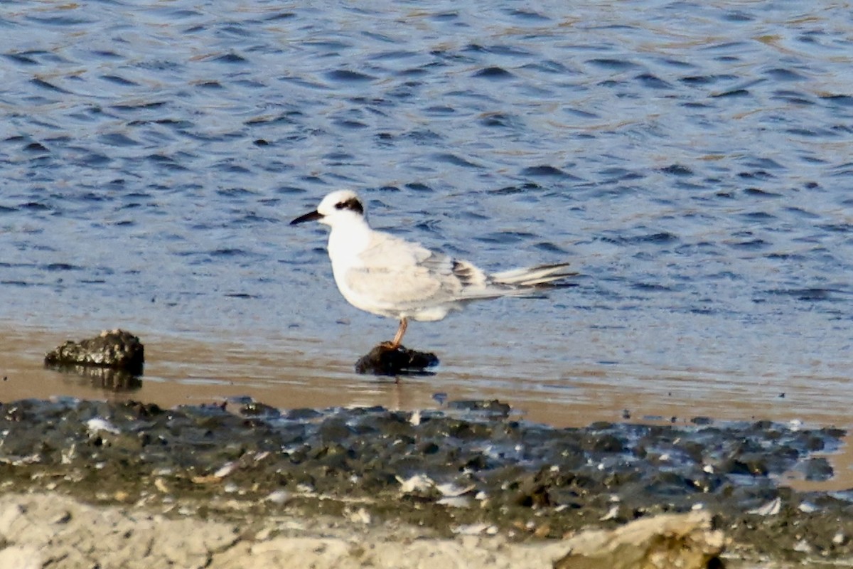 Forster's Tern - ML641033805