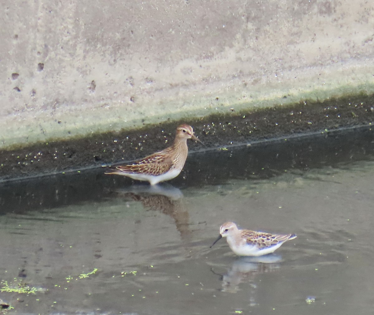 Pectoral Sandpiper - ML641033818
