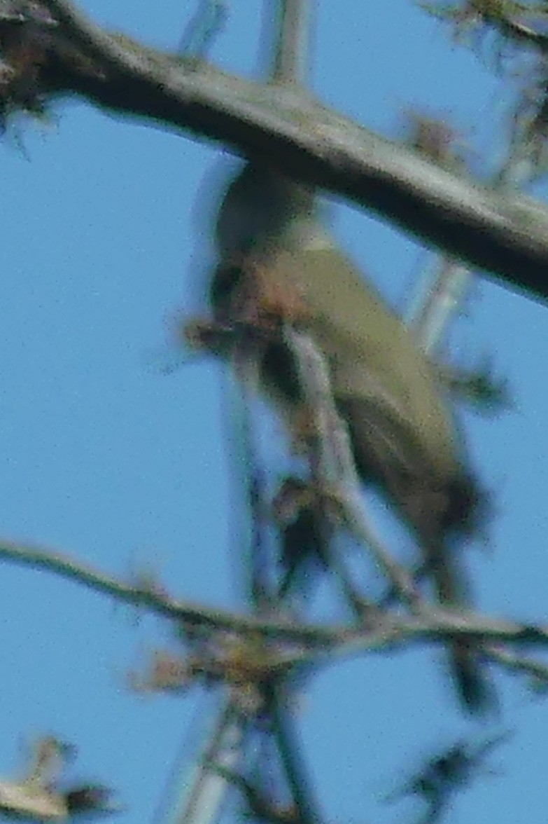 Olive-sided Flycatcher - ML641033822