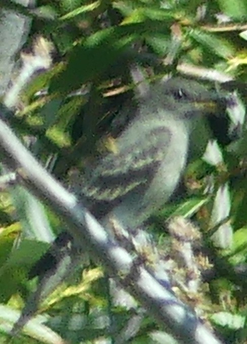 Olive-sided Flycatcher - ML641033823