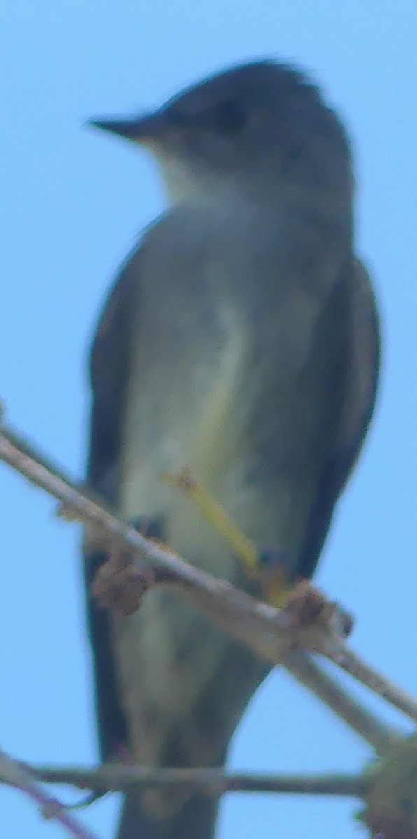 Olive-sided Flycatcher - ML641033824