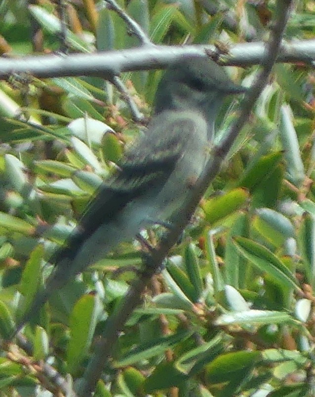 Olive-sided Flycatcher - ML641033825