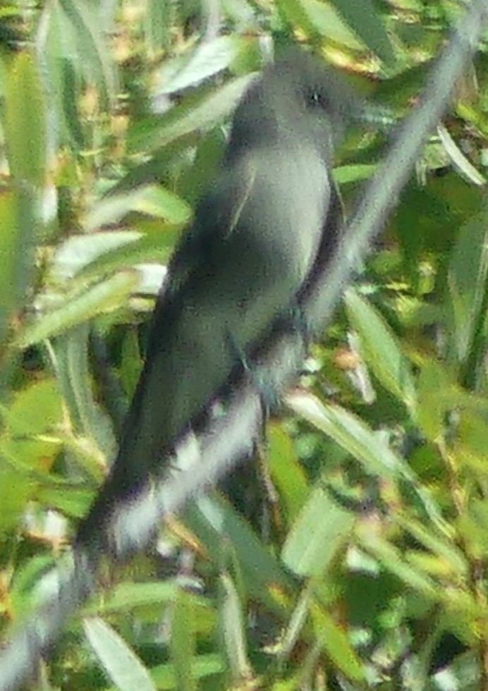 Olive-sided Flycatcher - ML641033826