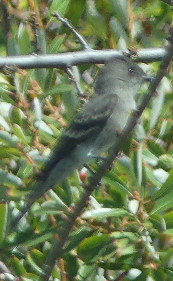Olive-sided Flycatcher - ML641033827