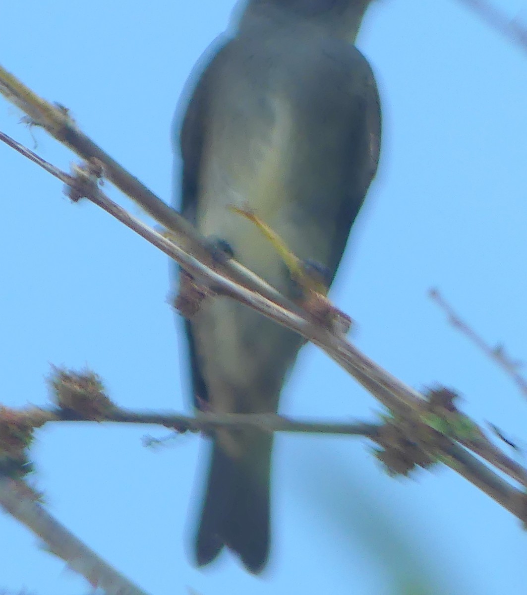 Olive-sided Flycatcher - ML641033828