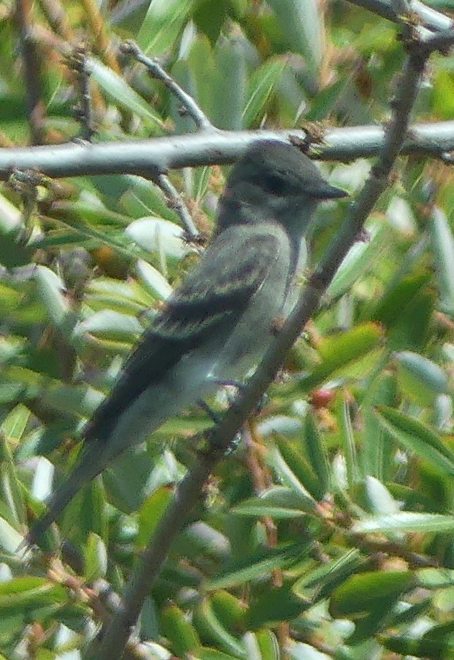 Olive-sided Flycatcher - ML641033829