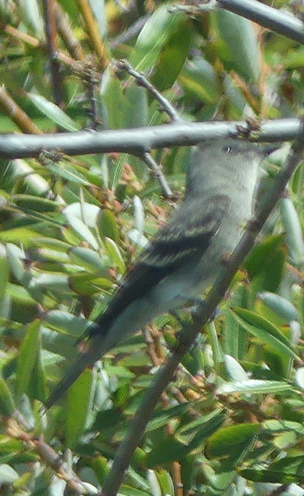 Olive-sided Flycatcher - ML641033830