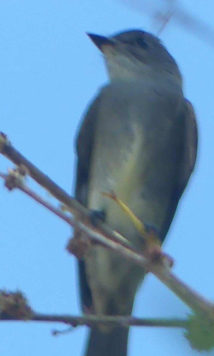 Olive-sided Flycatcher - ML641033832