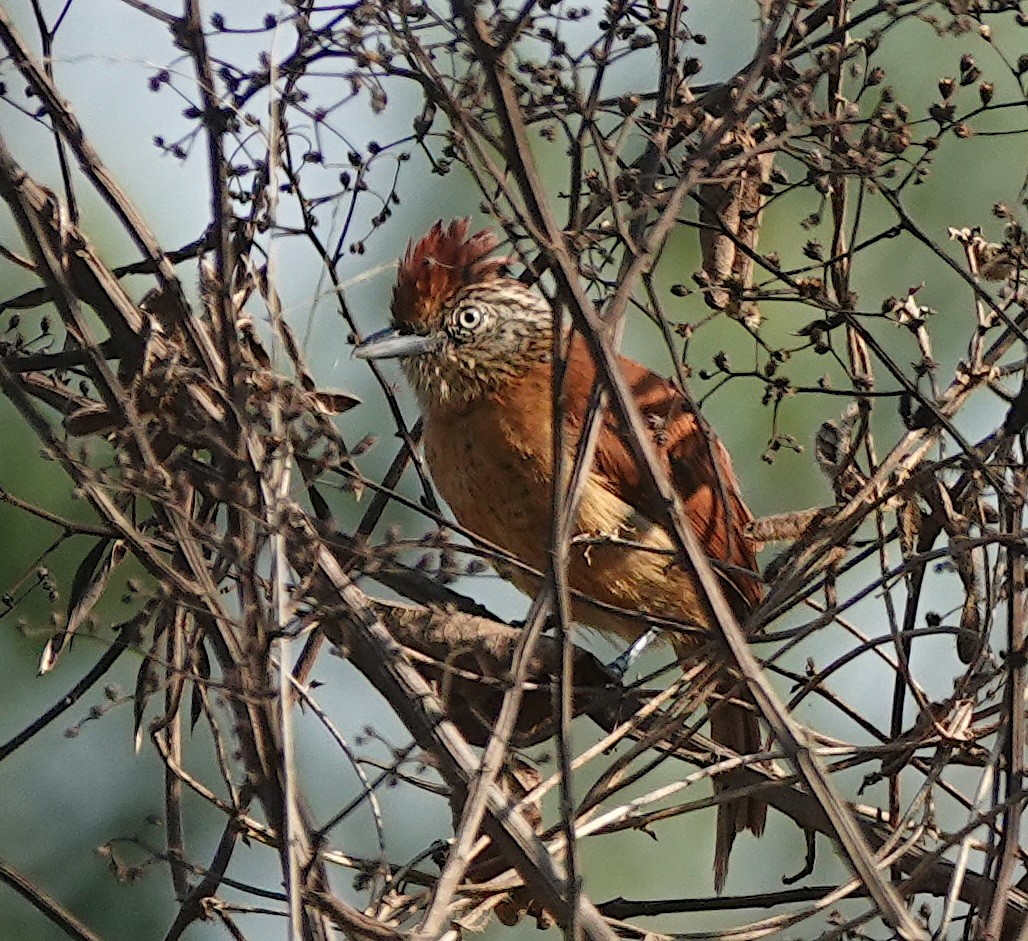 Batará Barrado - ML641033843