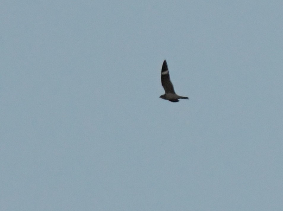Common Nighthawk - ML641033848