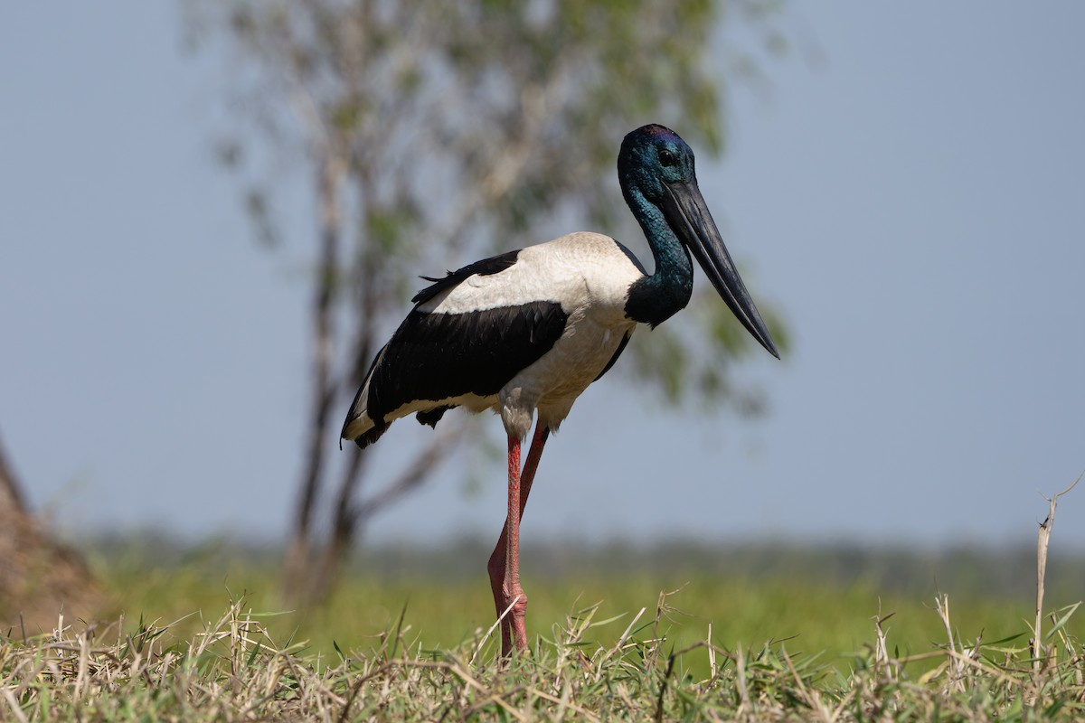 Black-necked Stork - ML641033866