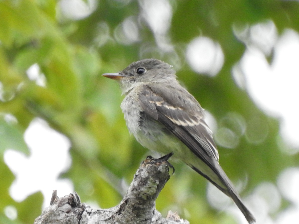Eastern Wood-Pewee - ML641033879