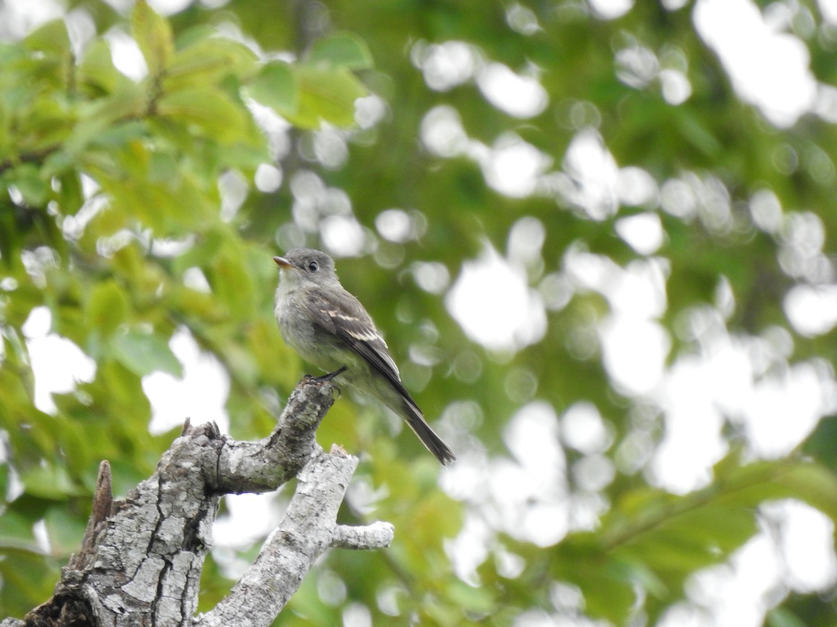 Eastern Wood-Pewee - ML641033880